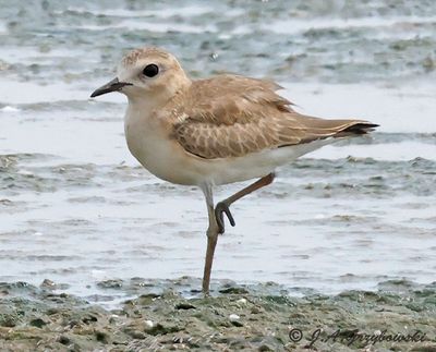 Mountain Plover