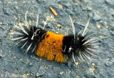 caterpillar