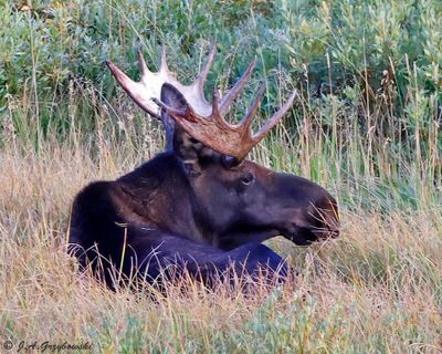 Moose (Alces alces)