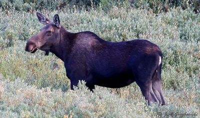 Moose (Alces alces)