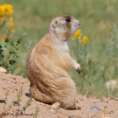 White-tailed Prairie Dog (Cynomys leucurus)