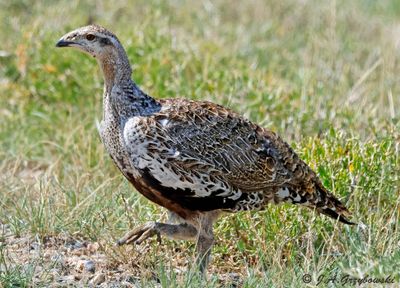 Greater Sage Grouse