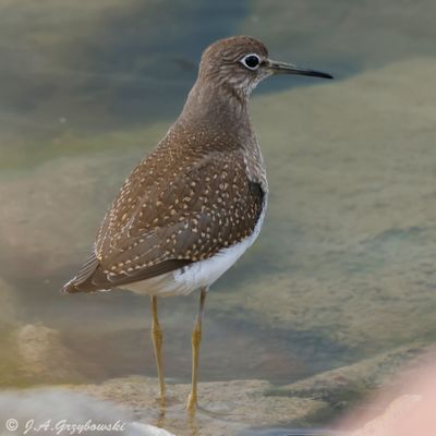 Solitary Sandpiper