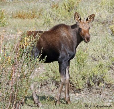 Moose (Alces alces)