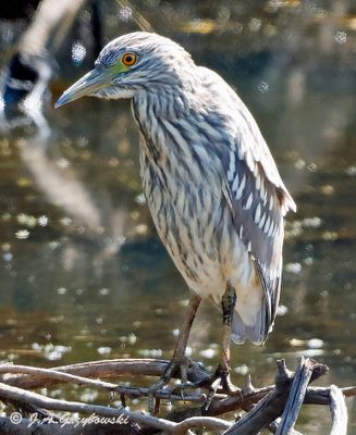 Black-crowned Night-Heron