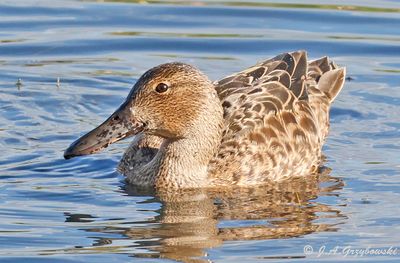 Cinammon Teal