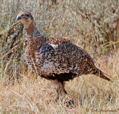 Greater Sage Grouse