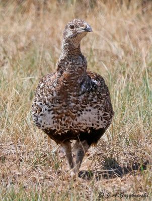Greater Sage Grouse