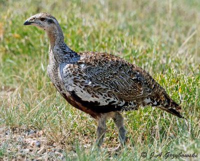 Greater Sage Grouse