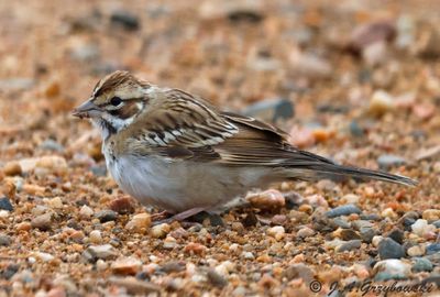 Lark Sparrow