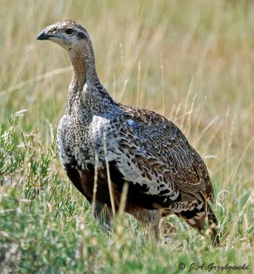Greater Sage Grouse