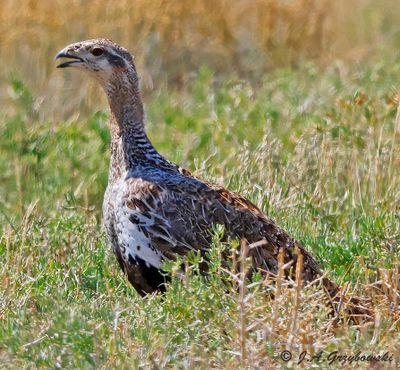 Greater Sage Grouse