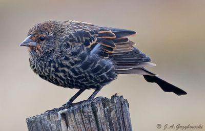 Red-winged Blackbird