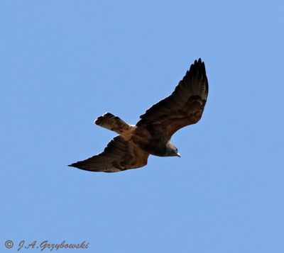 Swainson's Hawk