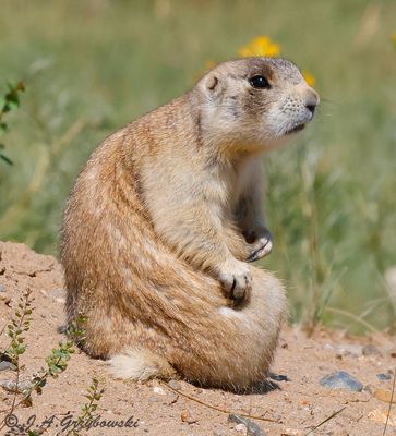 White-tailed Prairie Dog (Cynomys leucurus)