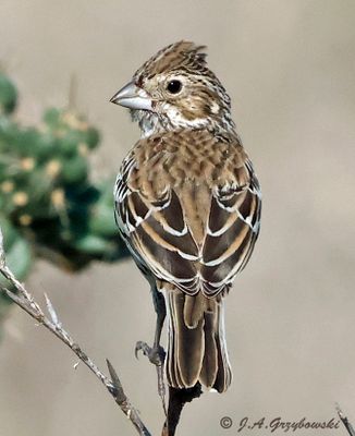 Lark Bunting