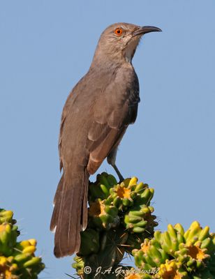 Curve-billed Thrasher