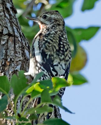 Red-naped Sapsucker, immature