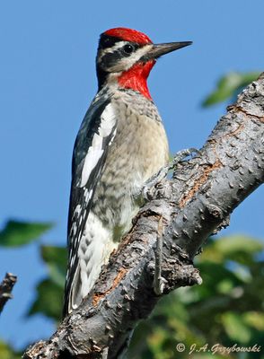 Red-naped Sapsucker