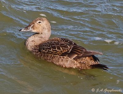 King Eider
