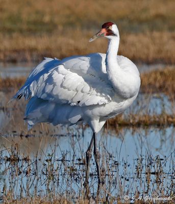 Whooping Crane
