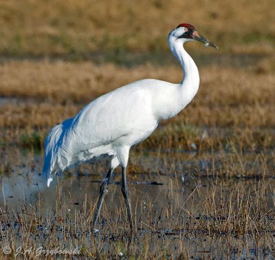 Whooping Crane