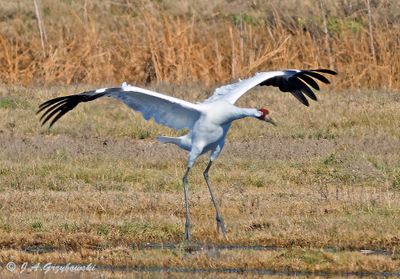 Whooping Crane
