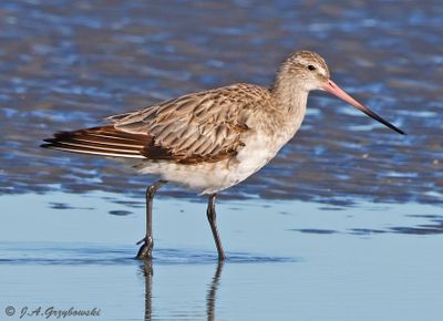 Bar-tailed Godwit
