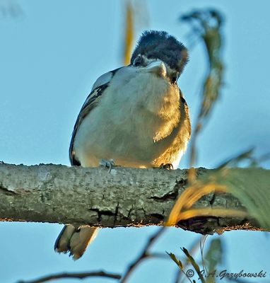 Gray-collared Becard
