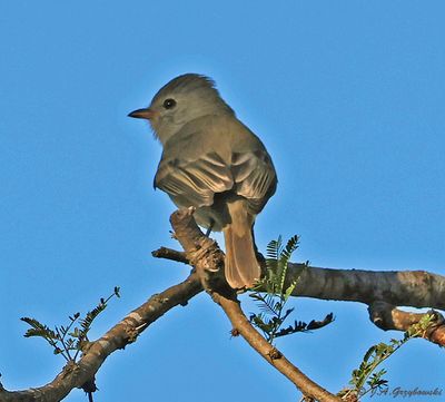 Northern Beardless Tyrannulet