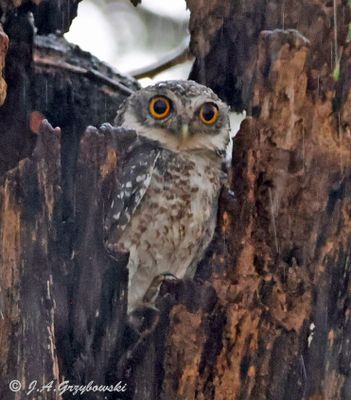 Spotted Owlet