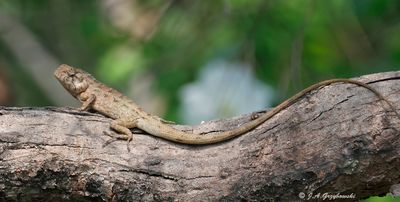 Changable Crested Lizard (Calotes versicolor)