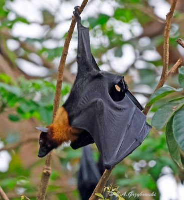 Lyle's Flying Fox (Pteropus lylei)
