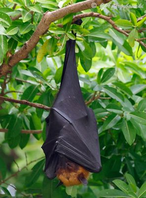 Lyle's Flying Fox (Pteropus lylei)