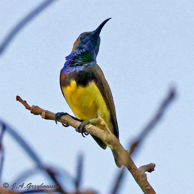 Ornate Sunbird