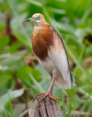 Javan Pond Heron