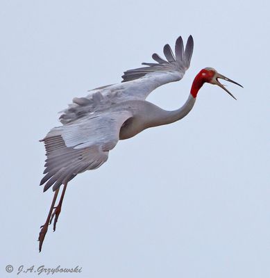 Sarus Crane