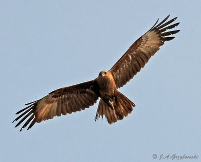 Brahminy Kite