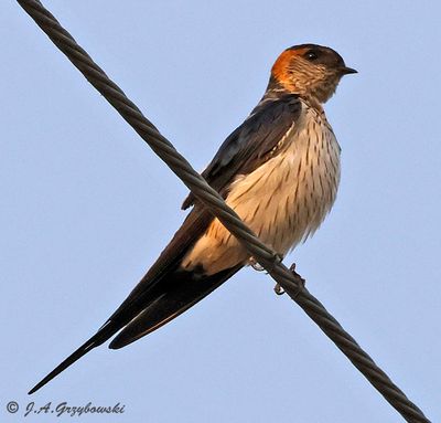 Red-rumped Swallow