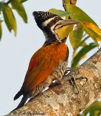 Greater Flameback