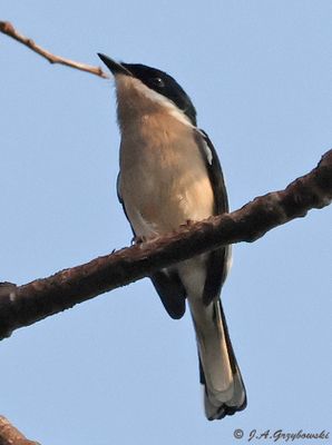 Bar-winged Shrike-Flycatcher