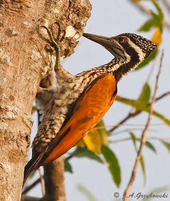 Greater Flameback
