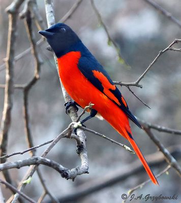 Scarlet Minivet