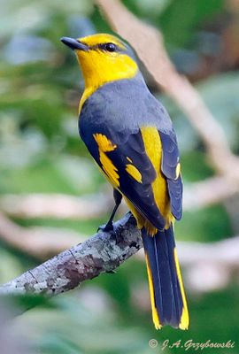 Scarlet Minivet