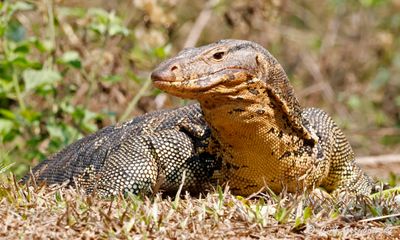 Water Monitor (Varanus salvator)