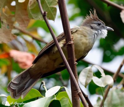 Puff-throated Bulbul