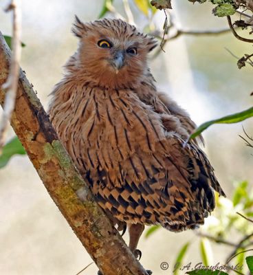 Buffy Fish-owl