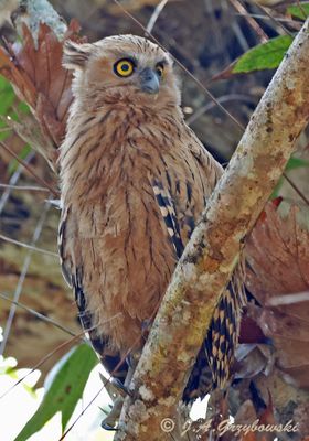 Buffy Fish-Owl