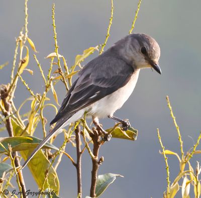 Brown-rumped Minivet