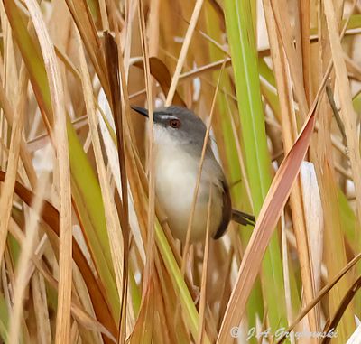 Rufescent Prinia